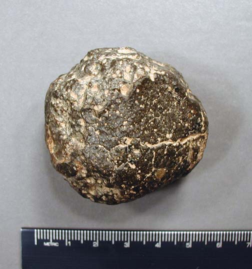 NWA 869 meteorite